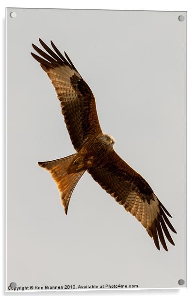 Red kite flying 2 Acrylic by Oxon Images