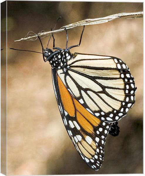 Monarch Butterfly, closeup on a twig Canvas Print by Eyal Nahmias