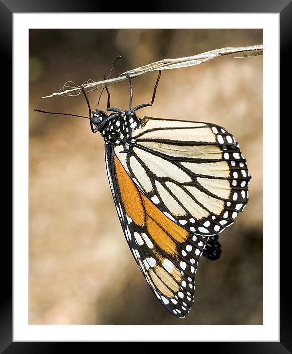 Monarch Butterfly, closeup on a twig Framed Mounted Print by Eyal Nahmias