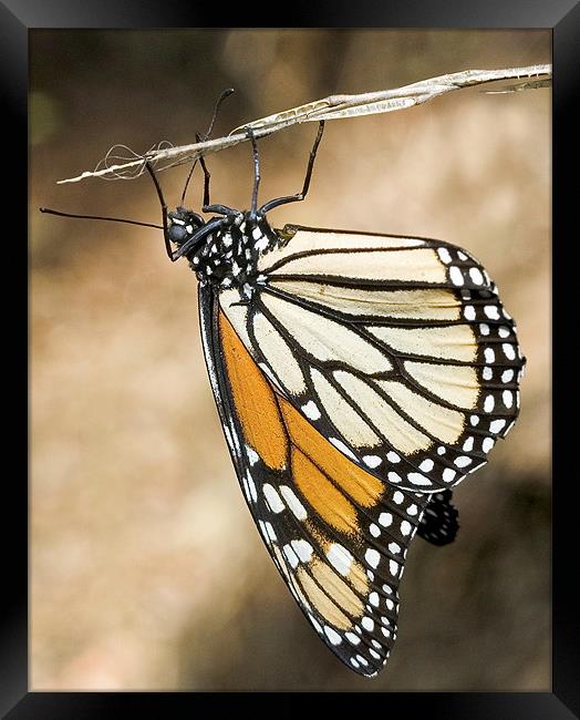 Monarch Butterfly, closeup on a twig Framed Print by Eyal Nahmias