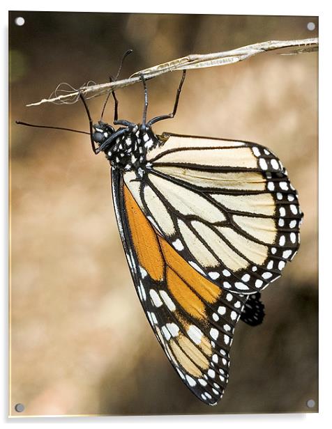 Monarch Butterfly, closeup on a twig Acrylic by Eyal Nahmias