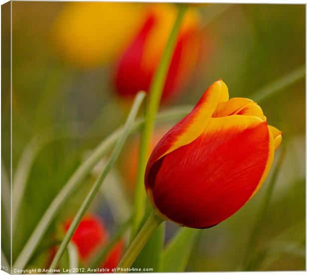 Tulips Canvas Print by Andrew Ley