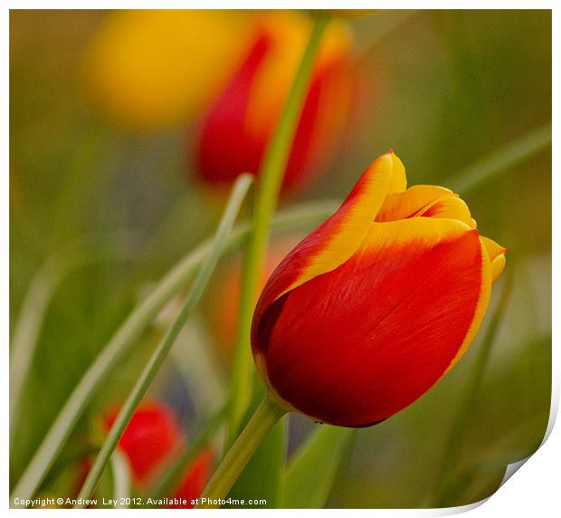 Tulips Print by Andrew Ley