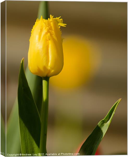 Yellow Tulip Canvas Print by Andrew Ley