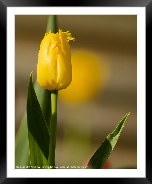 Yellow Tulip Framed Mounted Print by Andrew Ley