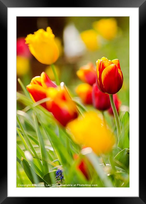 Tulip Garden Framed Mounted Print by Andrew Ley