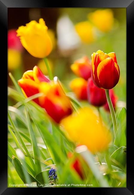 Tulip Garden Framed Print by Andrew Ley