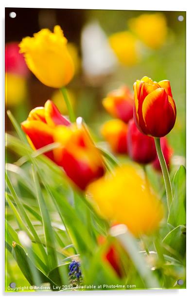 Tulip Garden Acrylic by Andrew Ley