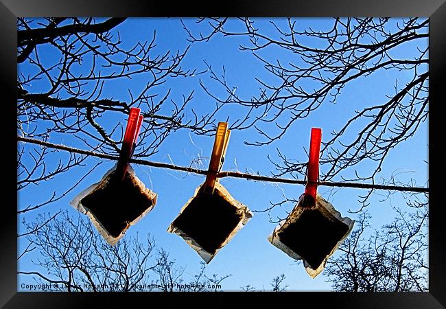 Tree Tea Bags Framed Print by James Hogarth