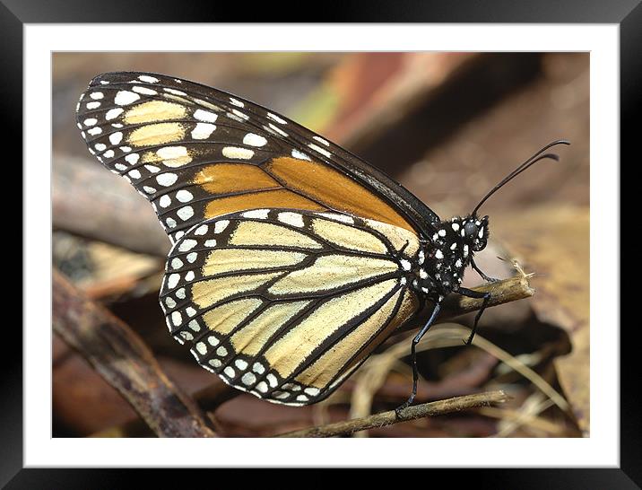 Monarch Butterfly closeup and personal Framed Mounted Print by Eyal Nahmias