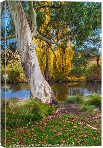 The River Gum Canvas Print by Mark Lucey