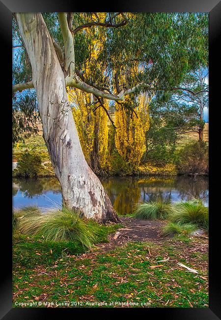 The River Gum Framed Print by Mark Lucey