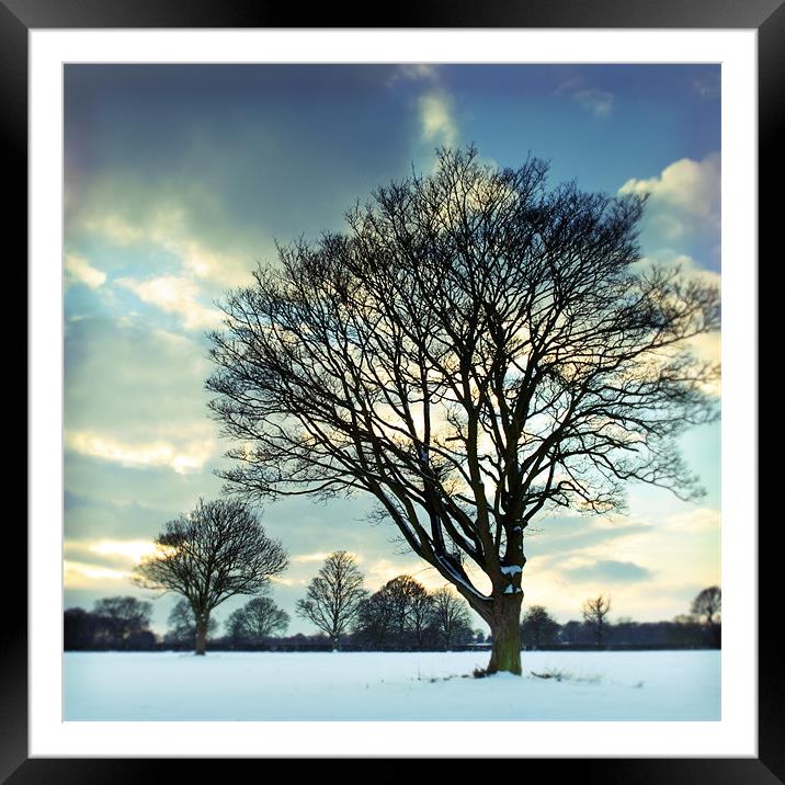 Winter trees Framed Mounted Print by James Rowland