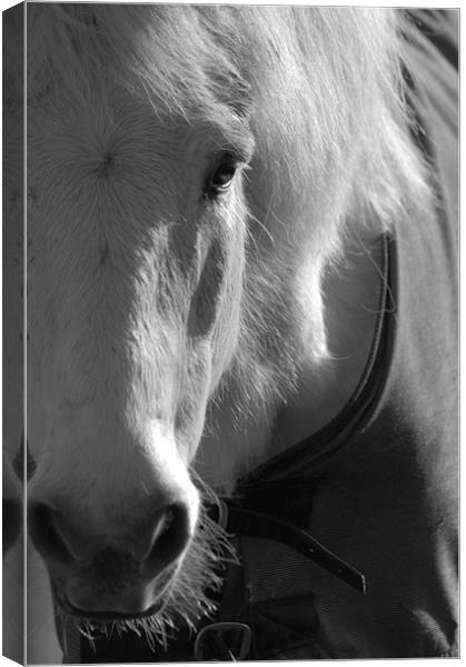 The White Horse Canvas Print by Brian Fuller