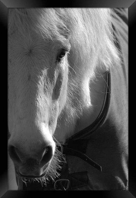 The White Horse Framed Print by Brian Fuller