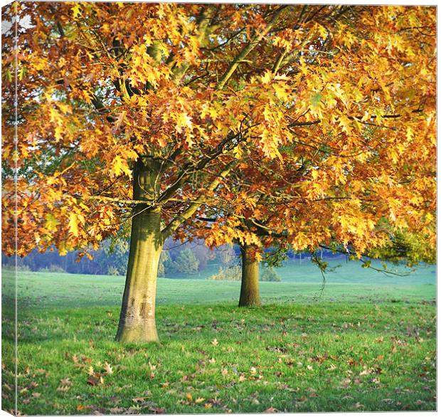 Autumn days Canvas Print by James Rowland