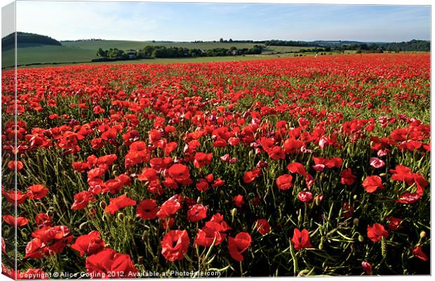 Poppy Field in Kent Canvas Print by Alice Gosling