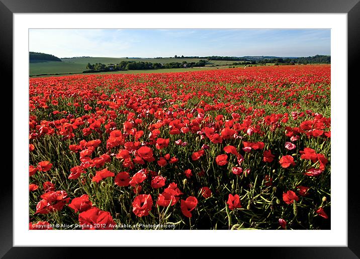 Poppy Field in Kent Framed Mounted Print by Alice Gosling