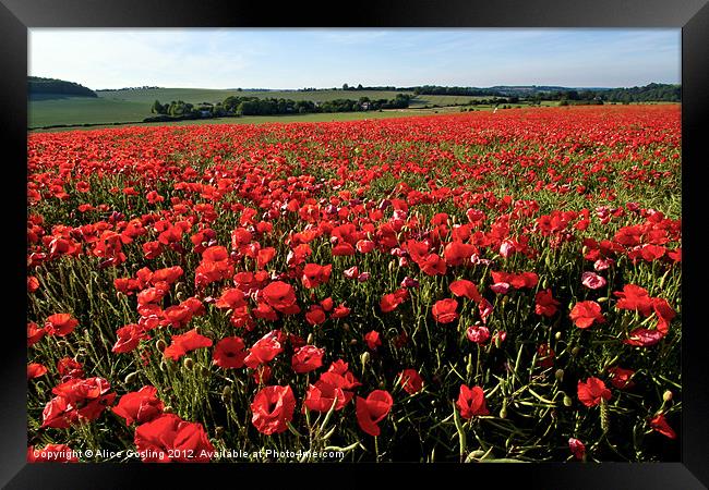 Poppy Field in Kent Framed Print by Alice Gosling