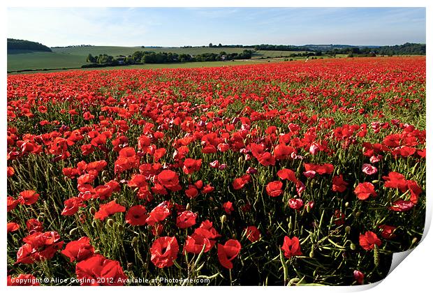 Poppy Field in Kent Print by Alice Gosling