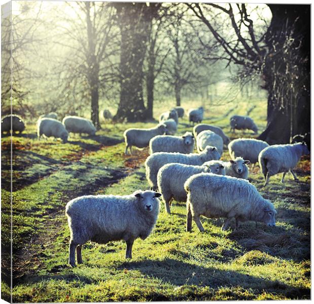 Good Morning to Ewe Canvas Print by James Rowland