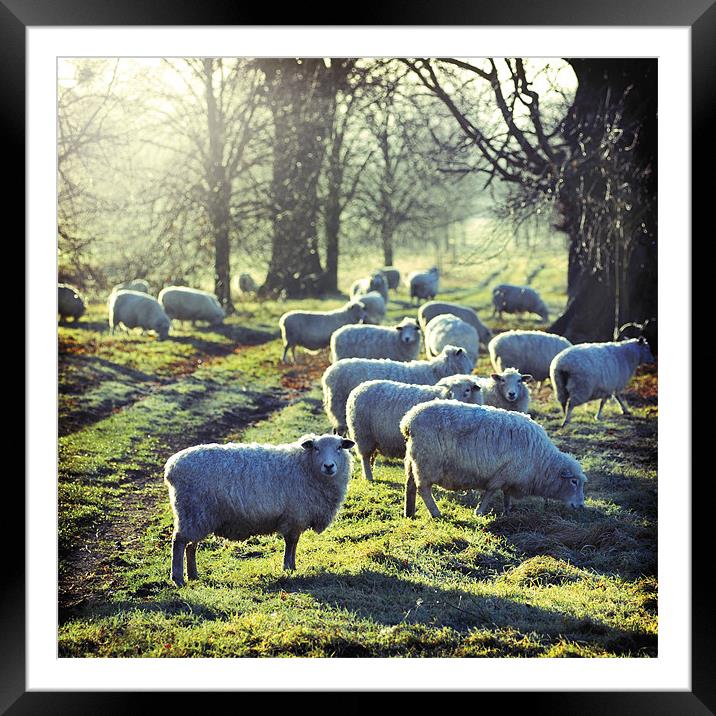 Good Morning to Ewe Framed Mounted Print by James Rowland
