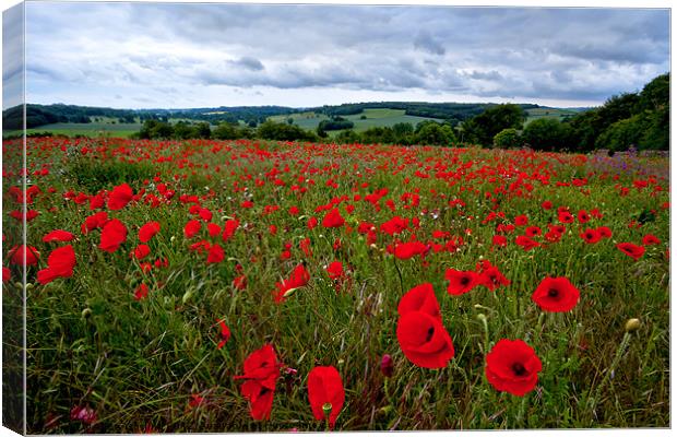 Field of Poppies Canvas Print by Alice Gosling