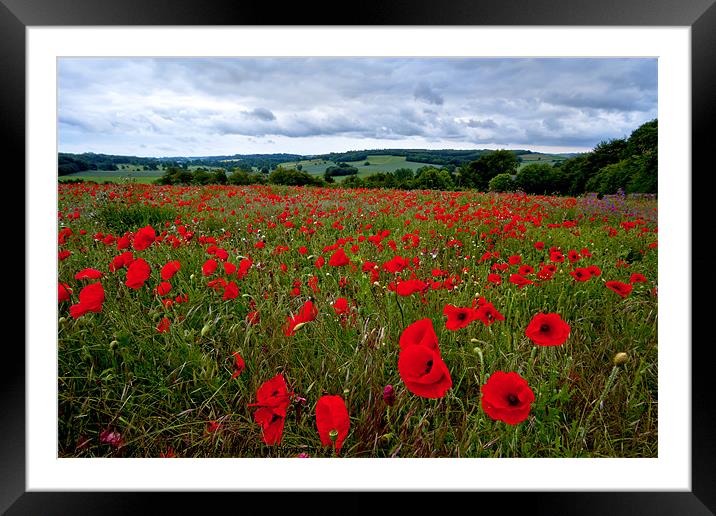 Field of Poppies Framed Mounted Print by Alice Gosling