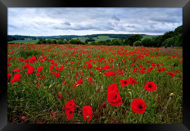 Field of Poppies Framed Print by Alice Gosling