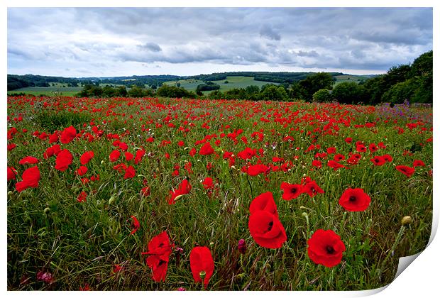 Field of Poppies Print by Alice Gosling