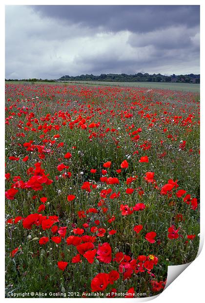 Poppy Field Print by Alice Gosling