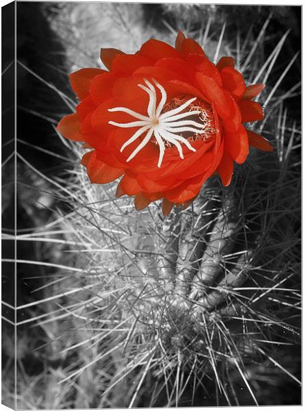 Red Cactus flower blossom Canvas Print by Eyal Nahmias