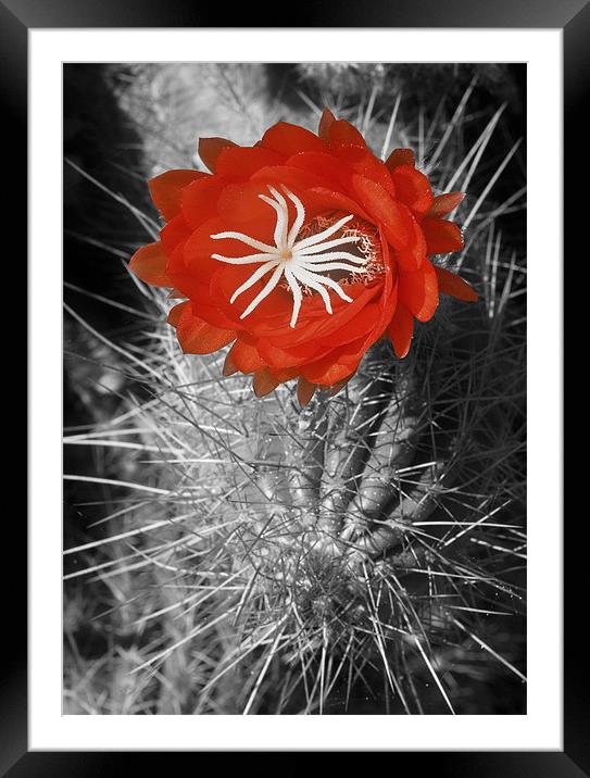 Red Cactus flower blossom Framed Mounted Print by Eyal Nahmias