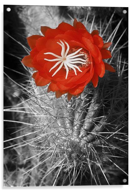 Red Cactus flower blossom Acrylic by Eyal Nahmias