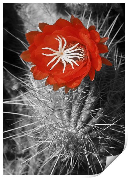 Red Cactus flower blossom Print by Eyal Nahmias