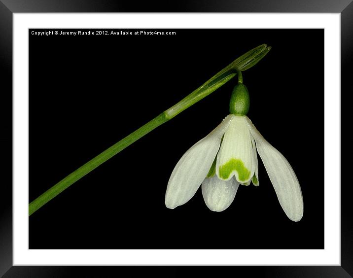 Snowbell Framed Mounted Print by Jeremy Rundle