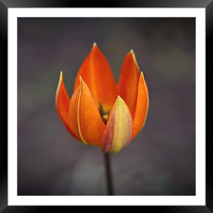 Lick of Flame Framed Mounted Print by James Rowland