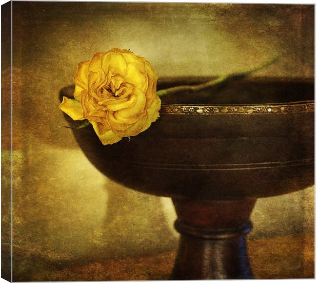 A single rose Canvas Print by James Rowland