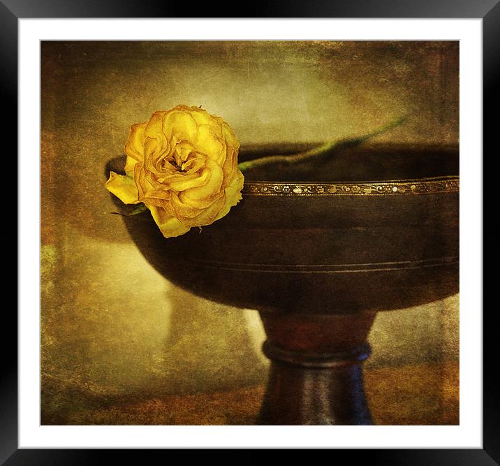 A single rose Framed Mounted Print by James Rowland