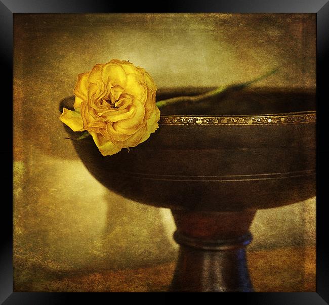 A single rose Framed Print by James Rowland