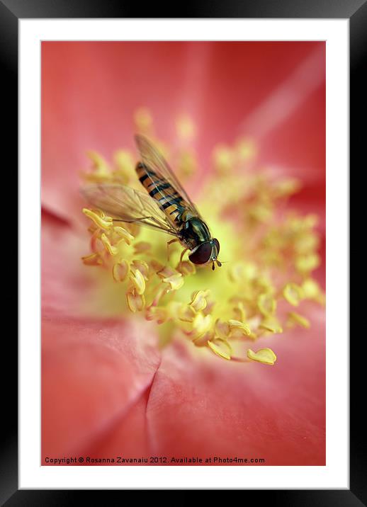 Bugs Flies & iInsects. Framed Mounted Print by Rosanna Zavanaiu