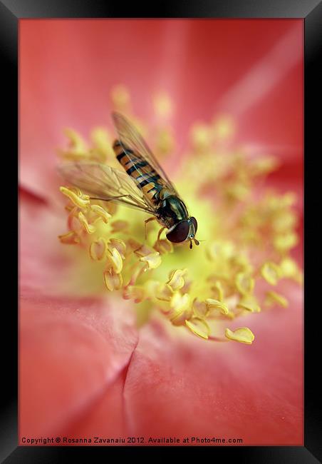 Bugs Flies & iInsects. Framed Print by Rosanna Zavanaiu