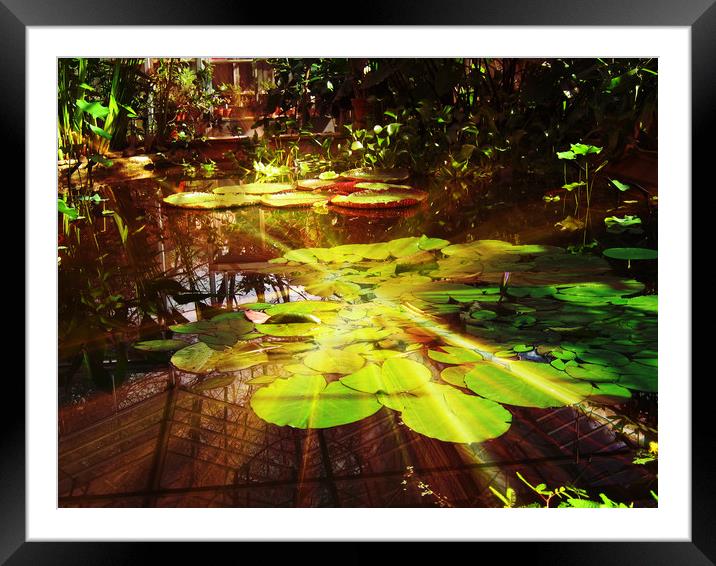 Moonlight water lillies Framed Mounted Print by Heather Goodwin