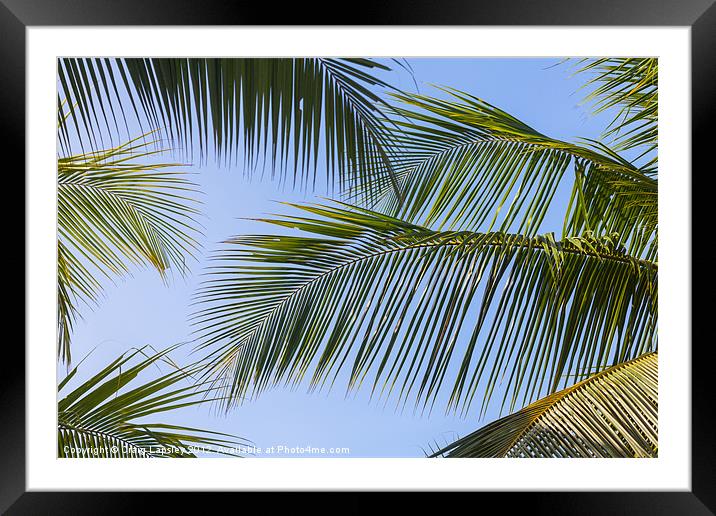 clear sky through palm fronds Framed Mounted Print by Craig Lapsley