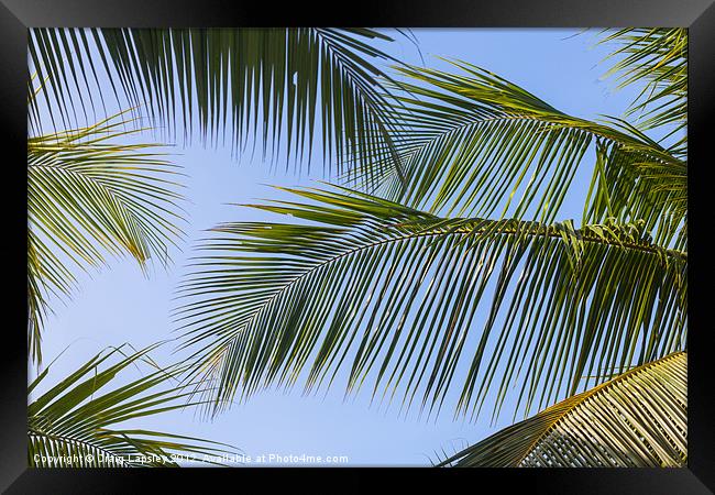clear sky through palm fronds Framed Print by Craig Lapsley