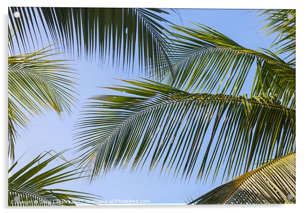 clear sky through palm fronds Acrylic by Craig Lapsley