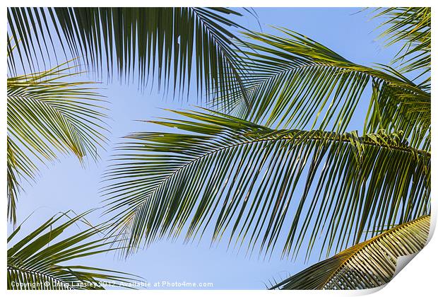 clear sky through palm fronds Print by Craig Lapsley