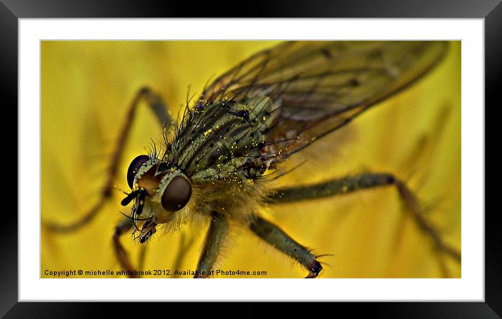 Big eyes Framed Mounted Print by michelle whitebrook