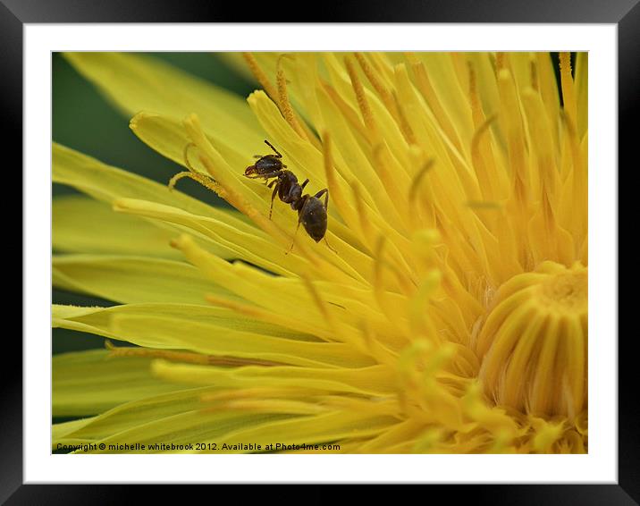Little Ant Framed Mounted Print by michelle whitebrook