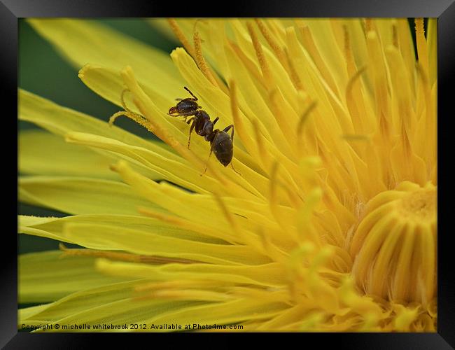 Little Ant Framed Print by michelle whitebrook